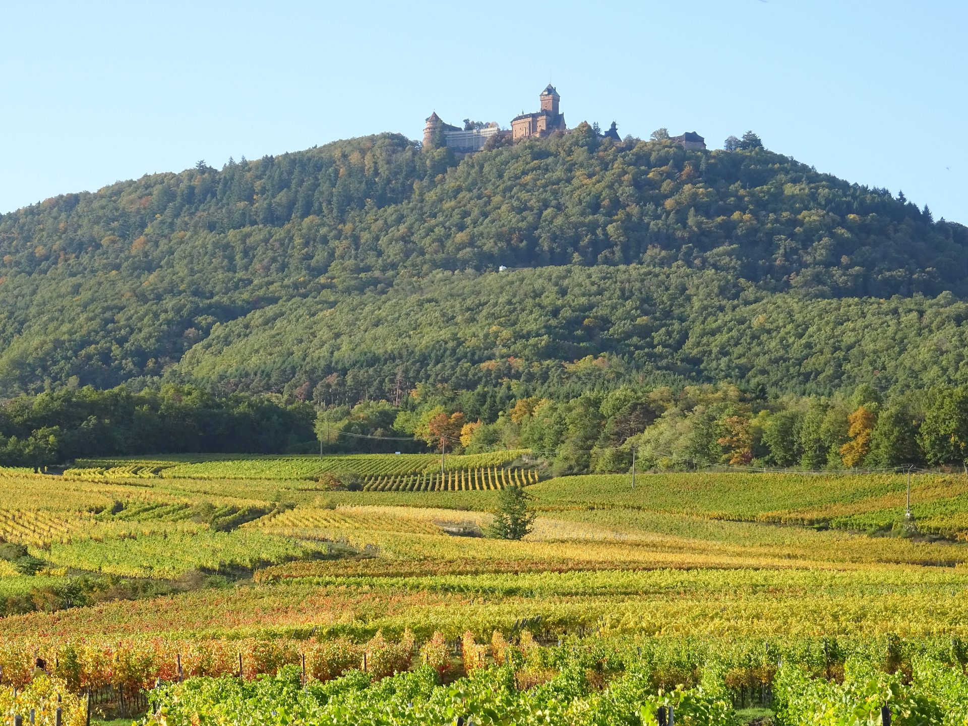 View to Haut-Koenigsbourg Castle, Ribeauville